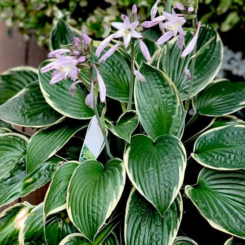 Semi di Hosta, acquistarere hosta Hosta plantaginea, vecchie varietà di semi rare decorazione floreale decorazione da giardino per esterni perenni 50pcs