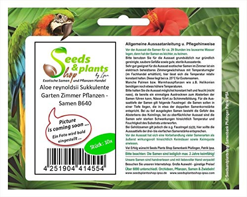Stk - 10x Aloe reynoldsii Sukkulente Garten Zimmer Pflanzen - Samen B640 - Seeds & Plants Shop by Ipsa