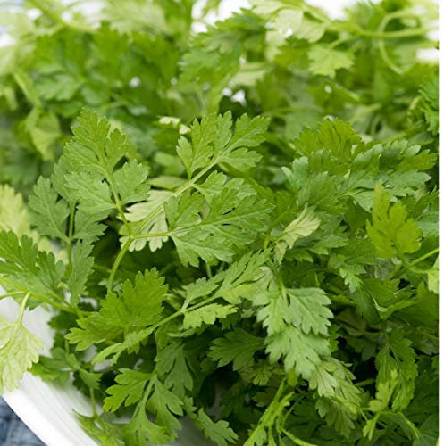 Chervil Curled - Herb Seeds - Anthriscus Cerefolium | | Grow Your Own Fresh Herbs
