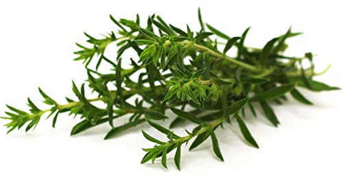 300 Graines de Sarriette - plante aromatique médicinale - semences paysannes