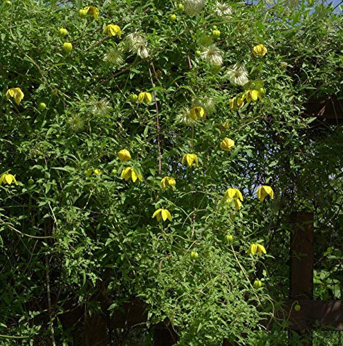 Englische Waldrebe Orange Peel 60-80cm - Clematis texensis - lebende Gartenpflanze aus den Baumschulen