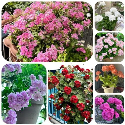 geranien, pelargonium gartenblumen, kräuterpflanzen hochbeet winterharte bodendecker 100samen