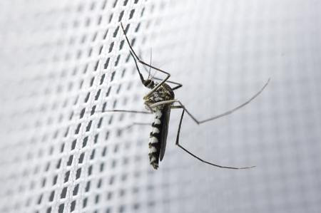 Fliegengitter-Set, Gitternetz 2m, Magnetband SK Typ A + B 1,5mm x 12,7mm je 5m, Gittermaterial:Aluminium