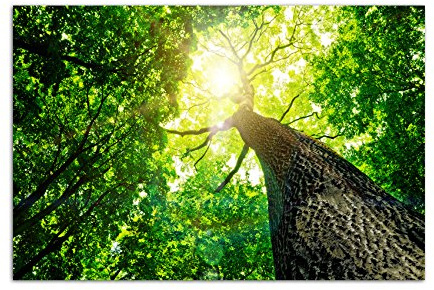 120x80cm - Fotodruck auf Leinwand und Rahmen Baumkrone Wald Sonnenstrahlen Natur - Leinwandbild auf Keilrahmen modern stilvoll - Bilder und Dekoration