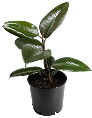 Ficus Elastica Natural Árbol de Interior Ideal para Decorar la Casa o la Oficina