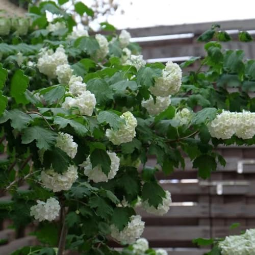 semi di palle di neve inverno scalatrici semi decorativi balcone giardino resistenti all'esterno, 50pcs