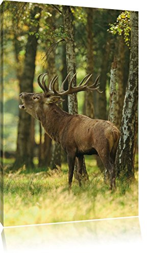 Pixxprint Hirsch im Wald, Größe: 120x80cm, Leinwandbild, fertig gespannt, Wandbild, Dekoration, Kunstdruck, kein Poster