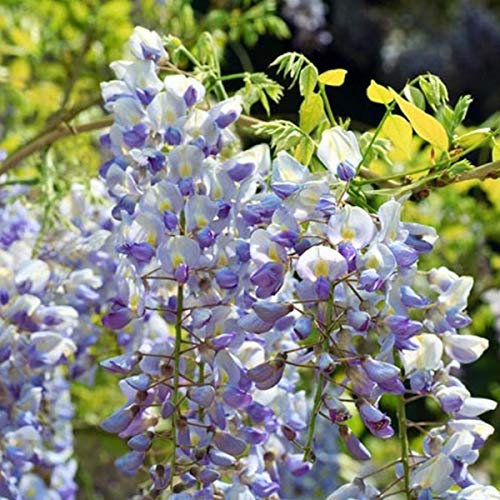 Wisteria Floribunda 'Multijuga'- Glycine du Japon 'Multijuga' 50-60 cm en conteneur