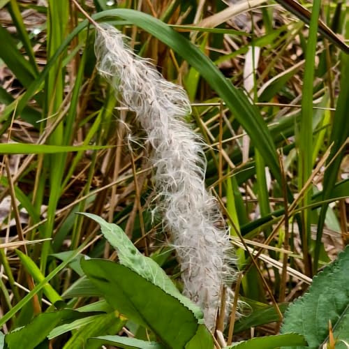 semi di sanguinante, resistenti per esterni Imperata cylindrica resistenti grandi per esterni verdi da appartamento arbusti sempreverdi invernali 100pcs