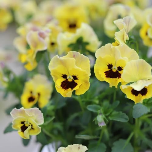 stiefmütterchensamen, blumenwiese mehrjährig, herbst deko stiefmütterchen, wildblumen balkonblumen, schnittblumen kletterpflanzen winterhart bio 500pcs
