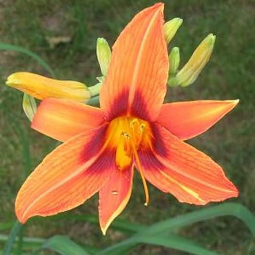 6 x Lis d'un jour, Hémérocalle 'Rajah' - Hemerocallis 'Rajah' - Godet 9x9cm - Fleurs jaunes et oranges, floraison estivale, massifs