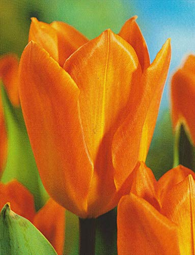 100 Tulpenzwiebeln Orange Brilliant Blumenzwiebeln Tulpen