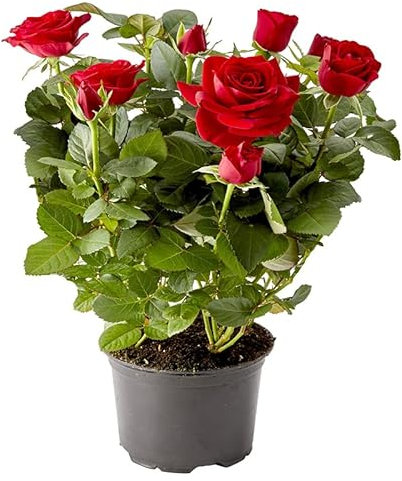 DECOALIVE Mini Rosal con Flores de Color Rojo Planta Natural