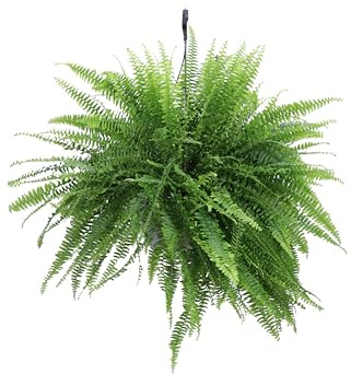 Pianta di Felce di Boston pianta di Nephrolepis pianta da interno pianta da appartamento pianta Ornamentale pianta vera di Felce venduta da eGarden.store (Vaso 20 cm)