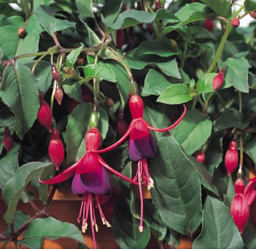 Fuchsia 'Mrs Popple' 9cm Plant x 2. Hardy shrub, scarlet and purple flowers. Available from Bedwen Plants