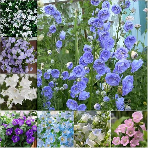 glockenblume deko - winterfeste für balkon frühlingsblumen kräutersamen gartensamen kübelpflanzen garten blumendeko balkonblumen hochbeett deko 300samen