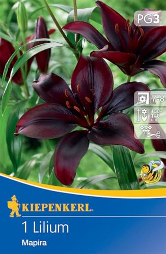 Kiepenkerl Asiatische Lilie Mapira Blumenzwiebeln - Dunkelviolette Rarität, Frühjahrsblumenzwiebeln für beeindruckende Blumenbeete