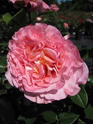 Nostalgie Edelrose Augusta Louise ® - Rosa Augusta Louise ® - Tantau-Rose