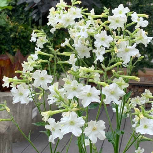 Semi di tabacco ornamentale - semi di giardino decorativi decorazioni giardino 250pcs