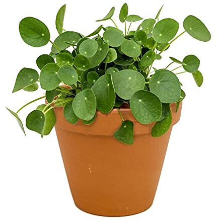 Pilea Peperomioides Planta del Dinero China con Maceta de Cerámica Planta Misionera Natural