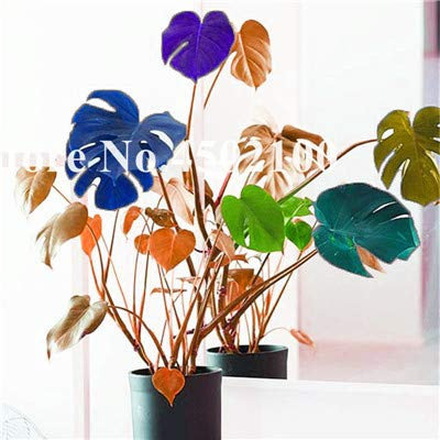 Seeds. 50 pcs Mixed Palm Turtle Bonsai Leaves, Monstera vase seedssplants Bonsai, Monstera ceriman, Perennial Mixed Rare Flower: 13