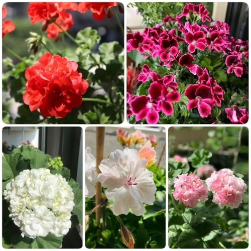 geranien hängend - winterharte stauden frühlingsblumen exotische winterharte für balkon deko gartenpflanzen balkonblumen bonsai 220samen