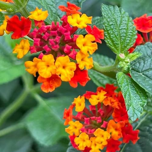 wandelröschen lantana zierblumen für sonnige plätze kletterpflanzen steingartenpflanzen gartendeko für draußen kräuterpflanzen wildblumen exotische blumenbeet luftreinigende 420samen