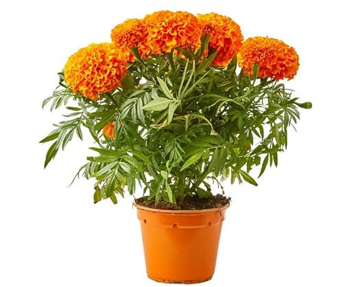 Clavel de la China o Clavel Moro Natural Planta con Flores de Colores