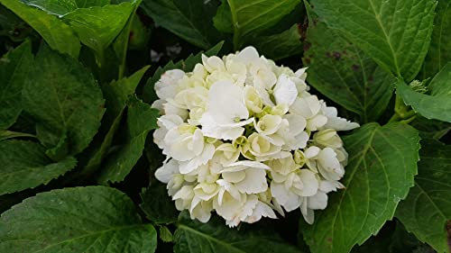 Hydrangea macrophylla 'Soeur Thérèse' / Hortensia blanc 'Soeur Thérèse' / Conteneur de 3 à 4 litres