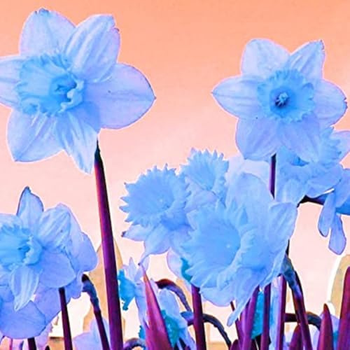 Narciso,Resistente All'Inverno,Facile Da Coltivare,daffodil bulbi,Grande Formato,Perfetta Idea Regalo,Facile Da Pulire.-10Wurzel-A