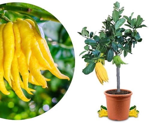 Meine Orangerie Buddhas Hand Zitrone Mezzo - echter Citrusbaum - 60 bis 80 cm - veredelte Citruspflanze - Citrus Medica Digitata - Hand of Buddha - Fruchtreife Zitronen Pflanze in Gärtnerqualität