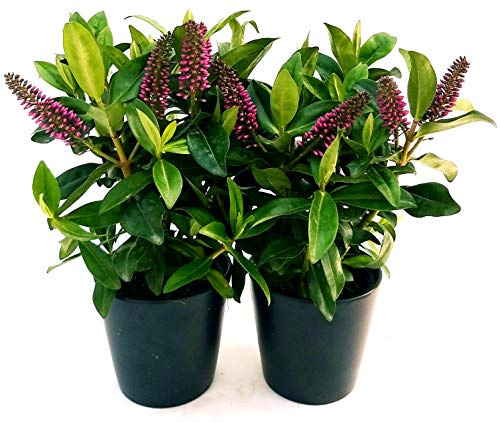 POWERS TO FLOWERS - VERONICA A FIORE FUXIA, 2 PIANTE, Vaso12cm, piante vere