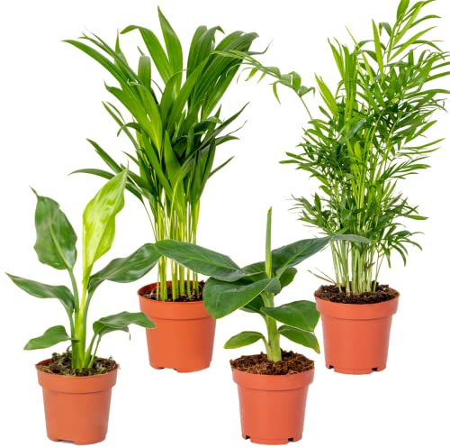 4x Mix di Piante Tropicali – Chamaedorea, Dypsis, Musa, Strelitzia – Purifica l’Aria – ⌀12 cm - Alte 20-45 cm