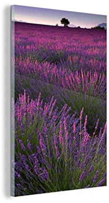 MuchoWow Glasbild Glasfoto Wandbild Bilder Deko 100x150 cm Sonnenuntergang beleuchtet Lavendelfeld in Frankreich