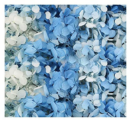 Hortensias de color azul y blanco degradado, flores secas, hojas pequeñas, decoración preservada para manualidades, accesorios de material de flores, flores prensadas para velas, manualidades, boda,