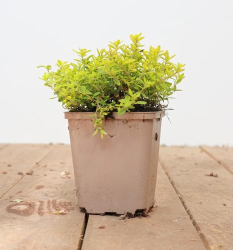 Thymus x citriodorus 'Golden Dwarf' 9x9 cm – Mehrjährig, Pflegeleicht – Zitronenthymian – Küchenkraut für Beet, Topf & Balkon