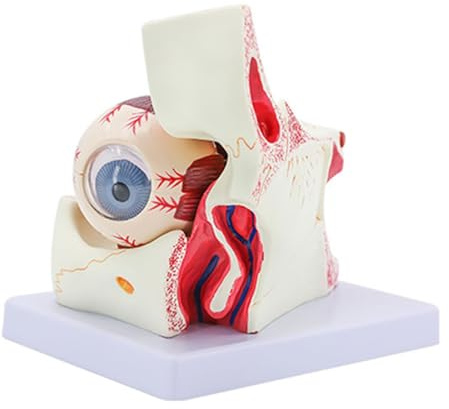 Modelo De Anatomía Del Globo Ocular Humano 6 Veces Muestra La Membrana Triple Capa Del Cuerpo Vítreo La Lente Pared Y Más Ojos Humanos