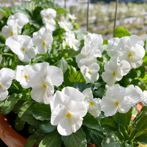 Semi di viola cornuta resistenti, balcone Viola cornuta, biologici esotici, 150pcs
