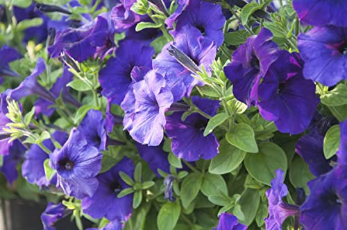 Petunia - mix di varieta - semi