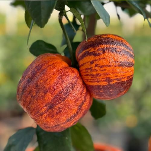 YouGarden Citrus 'Rainbow Orange' Tree, Established Plant in 4 Litre Pot, 70-90cm Tall, Citrus Meyer Doppio sanguigno, Blood Oranges