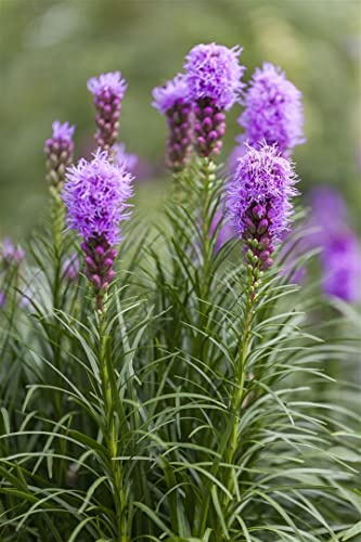 Liatris spicata 9x9 cm Topf – Winterhart, Mehrjährig, Pflegeleicht – Prachtscharte – Staude für Beet & Rabatte