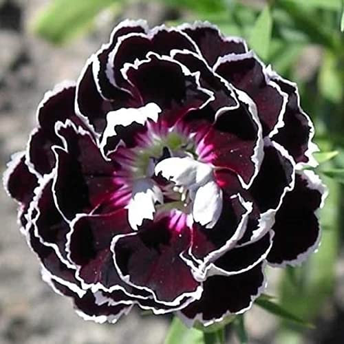 Grow Your Secret Garden Black Carnation Seeds with The White Lace