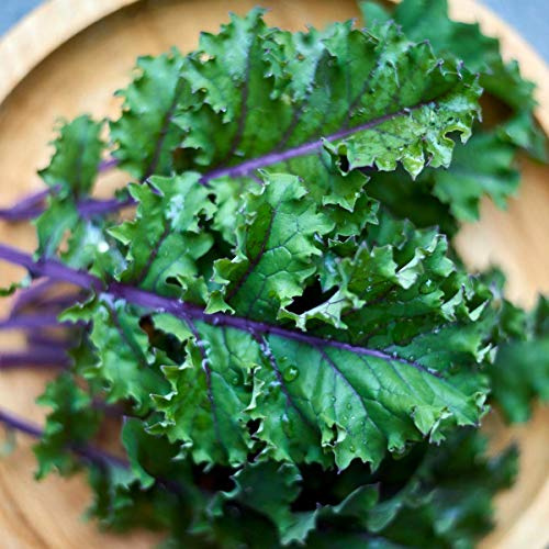 Vegetable Plants, Kale 'Red Russian', 12 x Plug Plant Pack, Kale Plants, Garden Vegetables, Garden Ready and Ready to Plant, Premium Quality Veg
