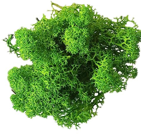 Eurofoto Islandmoos konserviert - echtes Natur-Moos zum Basteln und zur Dekoration - Farbe: Light Green - Karton mit 1 kg Inhalt