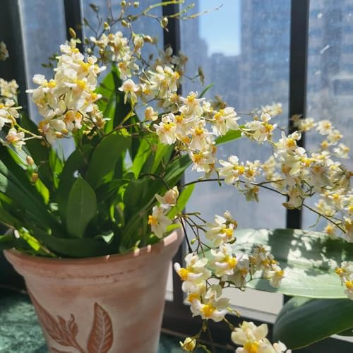 semi di orchidea oncidium, luoghi soleggiati orchidee primaverile, selvatici da giardino, resistenti decorazione 200pcs