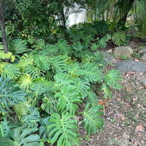 semillas de monstera verdes Monstera variegata sala estar perennes resistentes balcón de interior 200pcs