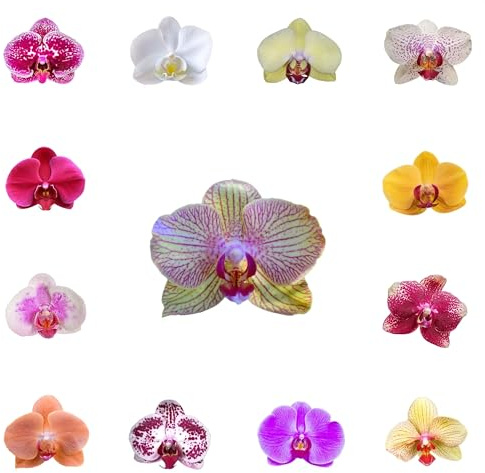 semi di orchidea phalaenopsis - esterno resistenti decorazione giardino 400pcs