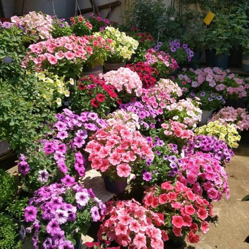 semillas de petunia - silvestres perenne resistentes jardín 500pcs