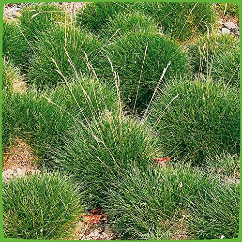 Bärenfellgras Festuca scoparia - winterhart immergrün Bodendecker mehrjährig - Ziergras von Garten Schlüter - Pflanzen in Top Qualität