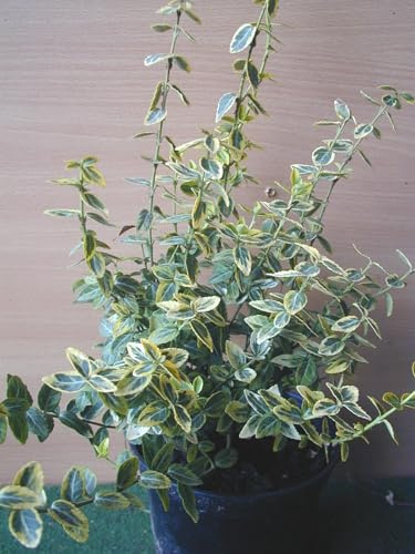 Kriechspindel Euonymus fortunei Emerald Gold 15 cm hoch Topf 5 Stck. | Immergrün, winterhart & pflegeleicht – farbenfrohes, robustes Laub, ideal als Bodendecker im Garten